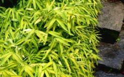Dwarf Green Stripe Bamboo - Pleioblastus Viridistriatus - 2 Gallon Pot -OLALA Plant Shop Bamboo Green Stripe 9