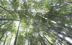 Henon Giant Gray Bamboo - Phyllostachys Nigra 'Henon' - 2 Gallon Pot -OLALA Plant Shop Bamboo Henon 10