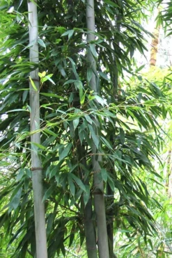 Henon Giant Gray Bamboo - Phyllostachys Nigra 'Henon' - 3 Gallon Pot (4-6') -OLALA Plant Shop Bamboo Henon 11 1