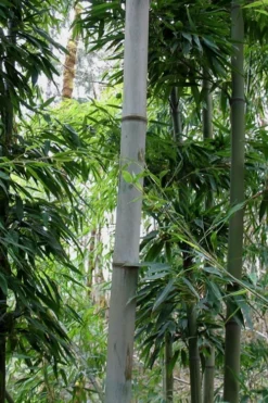 Henon Giant Gray Bamboo - Phyllostachys Nigra 'Henon' - 3 Gallon Pot (4-6') -OLALA Plant Shop Bamboo Henon 12 1