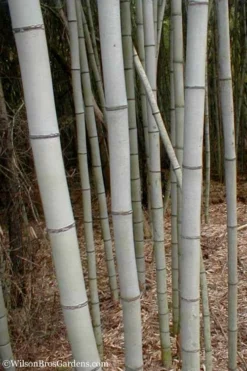 Henon Giant Gray Bamboo - Phyllostachys Nigra 'Henon' - 3 Gallon Pot (4-6') -OLALA Plant Shop Bamboo Henon 15 1