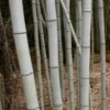 Henon Giant Gray Bamboo - Phyllostachys Nigra 'Henon' - 2 Gallon Pot