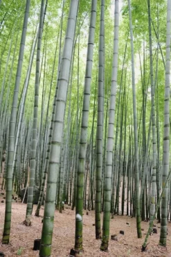 Henon Giant Gray Bamboo - Phyllostachys Nigra 'Henon' - 3 Gallon Pot (4-6') -OLALA Plant Shop Bamboo Henon 16 1