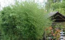 Humilis Hedge Bamboo - Phyllostachys Humilis - 2 Gallon Pot -OLALA Plant Shop Bamboo Humilis 1