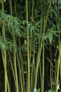 Humilis Hedge Bamboo - Phyllostachys Humilis - 3 Gallon Pot -OLALA Plant Shop Bamboo Humilis 11 1