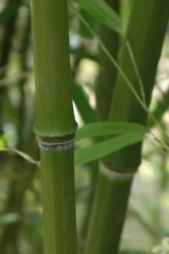 Humilis Hedge Bamboo - Phyllostachys Humilis - 3 Gallon Pot -OLALA Plant Shop Bamboo Humilis 5 1
