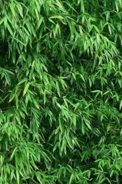 Humilis Hedge Bamboo - Phyllostachys Humilis - 2 Gallon Pot -OLALA Plant Shop Bamboo Humilis 9