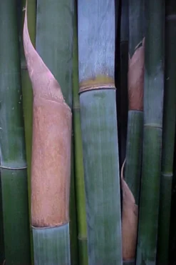 Giant Weavers Royal Bamboo (Wong Chuk) - Bambusa Textilis 'Kanapaha' - 3 Gallon Pot -OLALA Plant Shop Bamboo Kanapaha 13