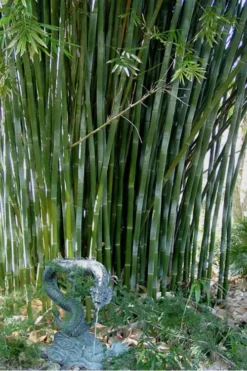 Giant Weavers Royal Bamboo (Wong Chuk) - Bambusa Textilis 'Kanapaha' - 3 Gallon Pot -OLALA Plant Shop Bamboo Kanapaha 18