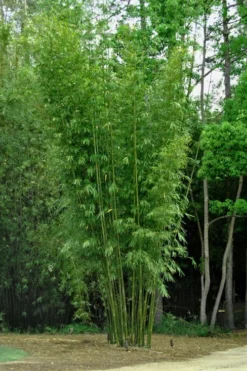 Giant Weavers Royal Bamboo (Wong Chuk) - Bambusa Textilis 'Kanapaha' - 3 Gallon Pot -OLALA Plant Shop Bamboo Kanapaha 6