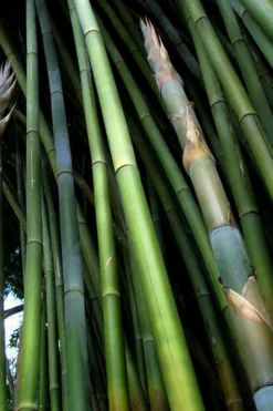 Giant Weavers Royal Bamboo (Wong Chuk) - Bambusa Textilis 'Kanapaha' - 3 Gallon Pot -OLALA Plant Shop Bamboo Kanapaha 8