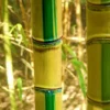 Koi Golden Bamboo (Phyllostachys Aurea 'Koi') - 3 Gallon Pot (2-4')