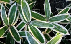 Kuma Zasa Dwarf Bamboo (Sasa Veitchii 'Kuma-Zasa') - 3 Gallon Pot -OLALA Plant Shop Bamboo Kuma Zasa 1