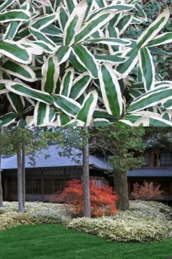 Kuma Zasa Dwarf Bamboo - Sasa Veitchii 'Kuma-Zasa' - 1 Gallon Pot 9 Kuma Zasa Dwarf Bamboo - Sasa Veitchii 'Kuma-Zasa' - 1 Gallon Pot -OLALA Plant Shop Bamboo Kuma Zasa 13 1