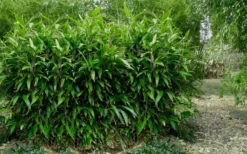Latifolius Broadleaf Bamboo - Indocalamus Latifolius - 3 Gallon Pot -OLALA Plant Shop Bamboo Latifolius 3