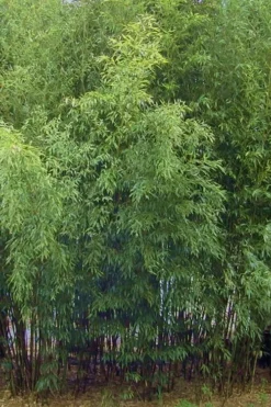 Spotted Leopard Bamboo - Phyllostachys Bambusoides 'Tanakae' - 3 Gallon Pot 7 Spotted Leopard Bamboo - Phyllostachys Bambusoides 'Tanakae' - 3 Gallon Pot -OLALA Plant Shop Bamboo Leopard 11