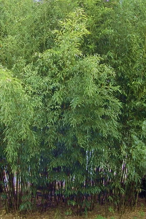 Spotted Leopard Bamboo - Phyllostachys Bambusoides 'Tanakae' - 3 Gallon Pot 4 Spotted Leopard Bamboo - Phyllostachys Bambusoides 'Tanakae' - 3 Gallon Pot - Image 4