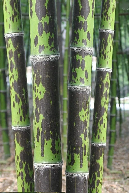 Spotted Leopard Bamboo - Phyllostachys Bambusoides 'Tanakae' - 3 Gallon Pot 1 Spotted Leopard Bamboo - Phyllostachys Bambusoides 'Tanakae' - 3 Gallon Pot