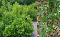 Macon Rivercane Bamboo - Arundinaria Gigantea 'Macon' - 3 Gallon Pot -OLALA Plant Shop Bamboo Macon Rivercane 2