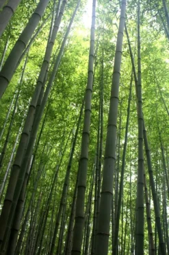 Madake Giant Japanese Timber Bamboo (Phyllostachys Bambusoides) - 3 Gallon Pot (4-6'+) -OLALA Plant Shop Bamboo Madake 10 2