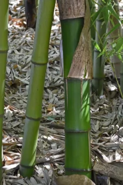 Madake Giant Japanese Timber Bamboo (Phyllostachys Bambusoides) - 2 Gallon Pot -OLALA Plant Shop Bamboo Madake 11