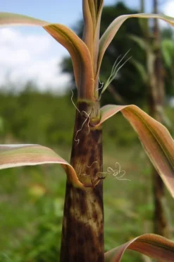 Madake Giant Japanese Timber Bamboo (Phyllostachys Bambusoides) - 3 Gallon Pot (2-4') -OLALA Plant Shop Bamboo Madake 13 1