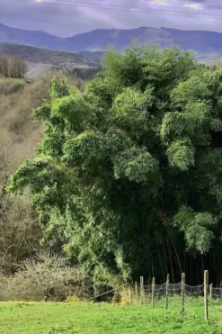 Madake Giant Japanese Timber Bamboo (Phyllostachys Bambusoides) - 3 Gallon Pot (4-6'+) -OLALA Plant Shop Bamboo Madake 14 2