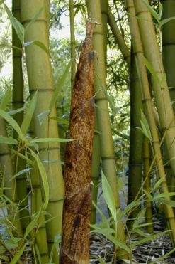 Madake Giant Japanese Timber Bamboo (Phyllostachys Bambusoides) - 3 Gallon Pot (2-4')
