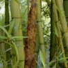 Madake Giant Japanese Timber Bamboo (Phyllostachys Bambusoides) - 3 Gallon Pot (4-6'+)