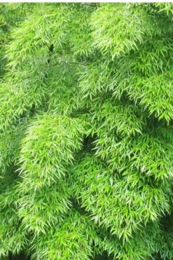 Moso Giant Bamboo (Phyllostachys Edulis 'Moso') - 3 Gallon Pot (4-6') -OLALA Plant Shop Bamboo Moso 11