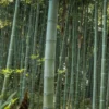 Moso Giant Bamboo (Phyllostachys Edulis 'Moso') - 3 Gallon Pot (4-6')