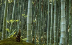 Moso Giant Bamboo (Phyllostachys Edulis 'Moso') - 3 Gallon Pot (2-4') -OLALA Plant Shop Bamboo Moso 24 1