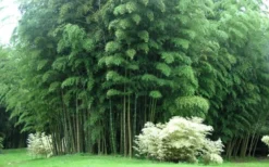 Moso Giant Bamboo (Phyllostachys Edulis 'Moso') - 3 Gallon Pot (4-6') -OLALA Plant Shop Bamboo Moso 3