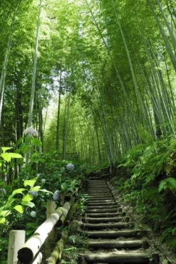 Moso Giant Bamboo (Phyllostachys Edulis 'Moso') - 3 Gallon Pot (4-6') -OLALA Plant Shop Bamboo Moso 9