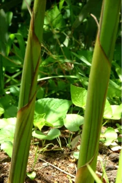 Red Margin Bamboo - Phyllostachys Rubromarginata - 3 Gallon Pot (4-6') 11 Red Margin Bamboo - Phyllostachys Rubromarginata - 3 Gallon Pot (4-6') -OLALA Plant Shop Bamboo Red Margin 11