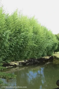 Red Margin Bamboo - Phyllostachys Rubromarginata - 3 Gallon Pot (2-4' HT) 10 Red Margin Bamboo - Phyllostachys Rubromarginata - 3 Gallon Pot (2-4' HT) -OLALA Plant Shop Bamboo Red Margin 13 1