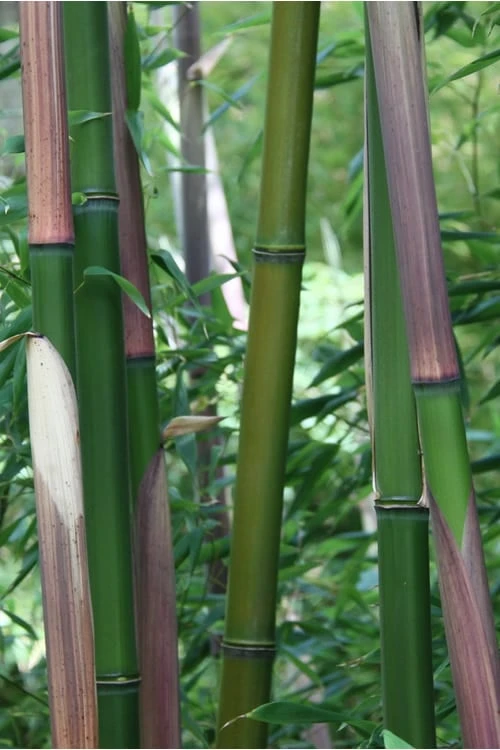 Red Margin Bamboo - Phyllostachys Rubromarginata - 3 Gallon Pot (2-4' HT) 4 Red Margin Bamboo - Phyllostachys Rubromarginata - 3 Gallon Pot (2-4' HT) - Image 4