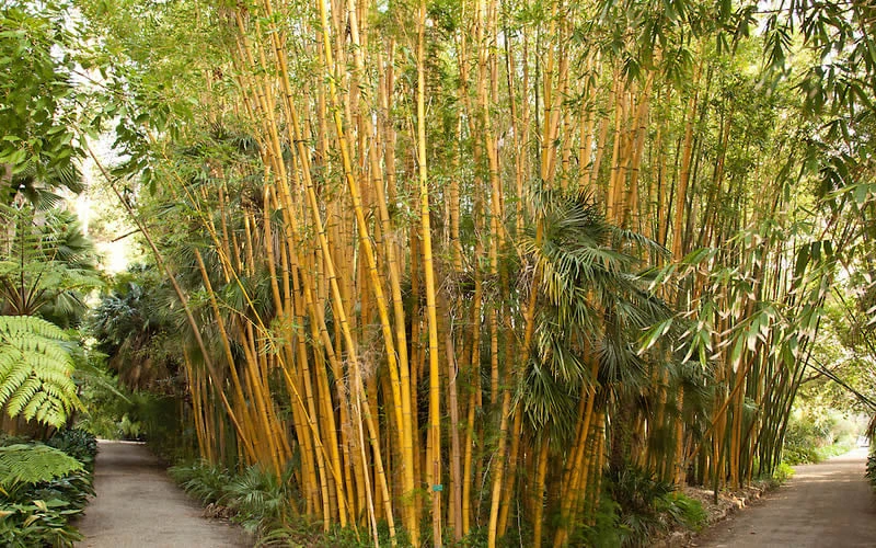 Robert Young Golden Bamboo (Phyllostachys Viridis 'Robert Young') - 3 Gallon Pot (4-6'+) 4 Robert Young Golden Bamboo (Phyllostachys Viridis 'Robert Young') - 3 Gallon Pot (4-6'+) - Image 4