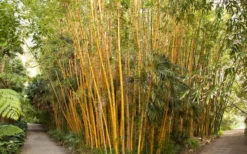 Robert Young Golden Bamboo - Phyllostachys Viridis 'Robert Young' - 3 Gallon Pot (2-4') -OLALA Plant Shop Bamboo Robert Young 1