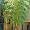 Robert Young Golden Bamboo (Phyllostachys Viridis 'Robert Young') - 3 Gallon Pot (4-6'+)