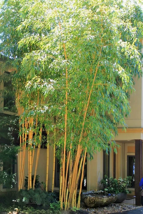 Robert Young Golden Bamboo (Phyllostachys Viridis 'Robert Young') - 3 Gallon Pot (4-6'+) 1 Robert Young Golden Bamboo (Phyllostachys Viridis 'Robert Young') - 3 Gallon Pot (4-6'+)