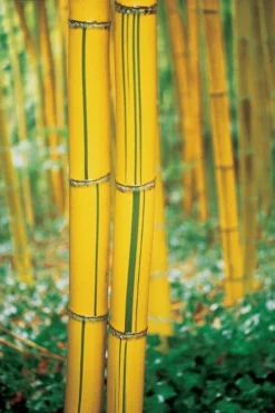 Robert Young Golden Bamboo (Phyllostachys Viridis 'Robert Young') - 3 Gallon Pot (4-6'+) 11 Robert Young Golden Bamboo (Phyllostachys Viridis 'Robert Young') - 3 Gallon Pot (4-6'+) -OLALA Plant Shop Bamboo Robert Young 9 1