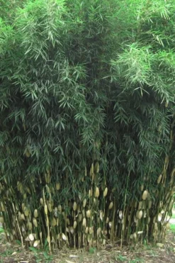 Robust Bamboo - Fargesia Robusta - 1 Gallon Pot 12 Robust Bamboo - Fargesia Robusta - 1 Gallon Pot -OLALA Plant Shop Bamboo Robusta 1 1