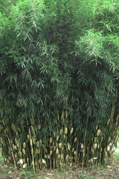 Robust Bamboo - Fargesia Robusta - 1 Gallon Pot 6 Robust Bamboo - Fargesia Robusta - 1 Gallon Pot - Image 6