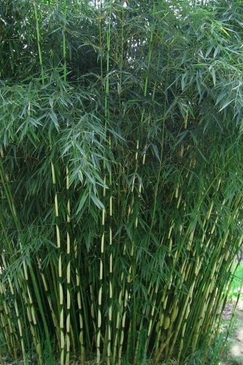 Robust Bamboo - Fargesia Robusta - 3 Gallon Pot 1 Robust Bamboo - Fargesia Robusta - 3 Gallon Pot