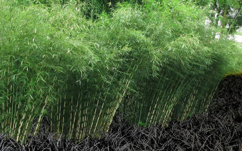 Robust Bamboo - Fargesia Robusta - 3 Gallon Pot 5 Robust Bamboo - Fargesia Robusta - 3 Gallon Pot - Image 5