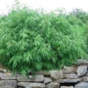 Dragons Head Bamboo (Fargesia Dracocephala 'Rufa') - 5 Gallon Pot