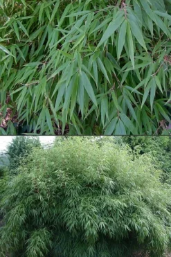 Dragons Head Bamboo - Fargesia Dracocephala 'Rufa' - 1 Gallon Pot -OLALA Plant Shop Bamboo Rufa 500x750 2