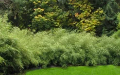 Dragons Head Bamboo (Fargesia Dracocephala 'Rufa') - 5 Gallon Pot -OLALA Plant Shop Bamboo Rufa Hedge 1