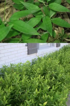 Ruscus Bamboo (Shibataea Kumasaca) - 3 Gallon Pot -OLALA Plant Shop Bamboo Ruscus 500x750 2
